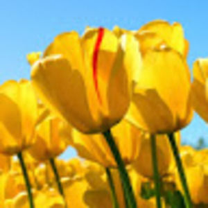 Meet your Posher, Dawn